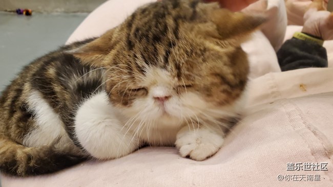 【寵物】+可愛(ài)的小貓咪