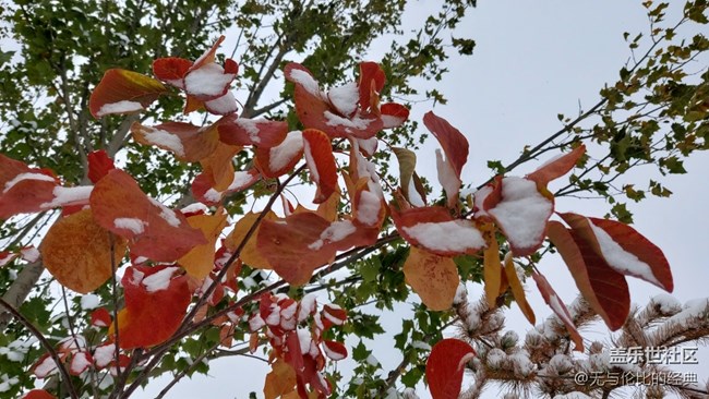 #愛在深秋——秋天的雪是什么樣子