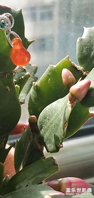 紅彤彤