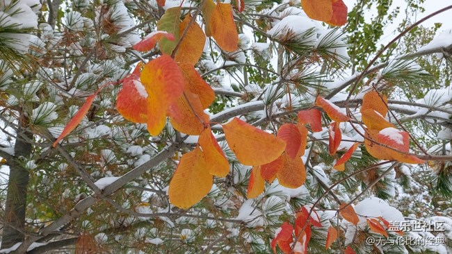 #愛在深秋——秋天的雪是什么樣子