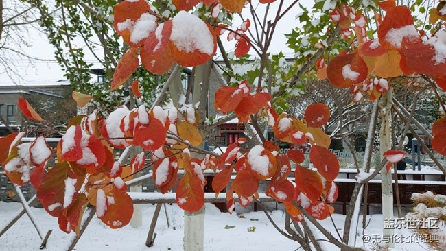#愛在深秋——秋天的雪是什么樣子