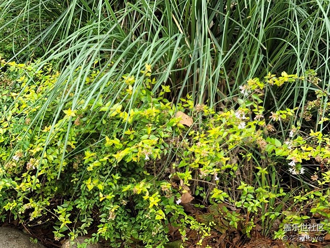 #初冬印象——蕭瑟