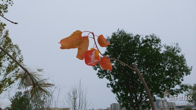 #愛在深秋——秋天的雪是什么樣子