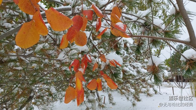 #愛在深秋——秋天的雪是什么樣子