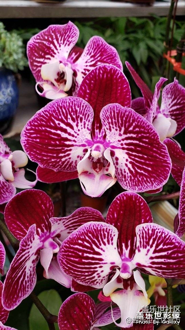 《每周星鮮事》 第88期