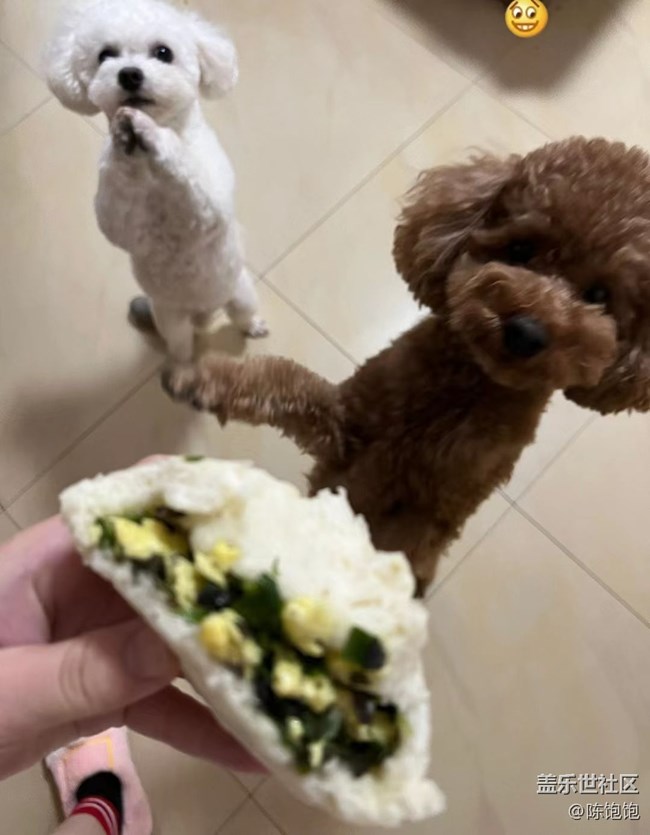 【寵物】家里的狗子