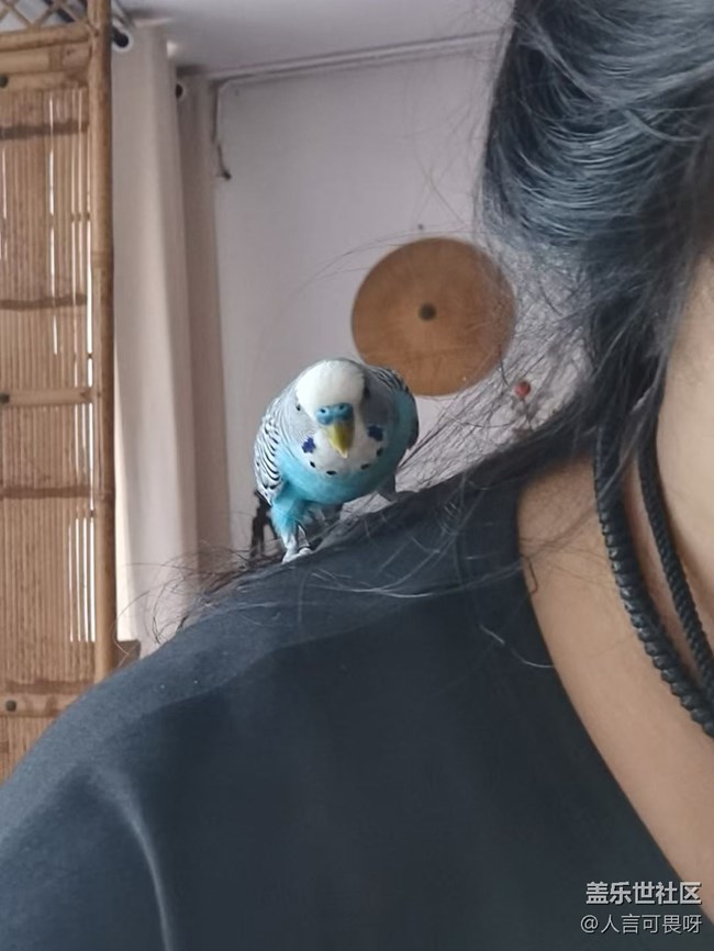 【寵物】小虎皮鸚鵡