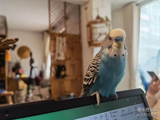 【寵物】小虎皮鸚鵡