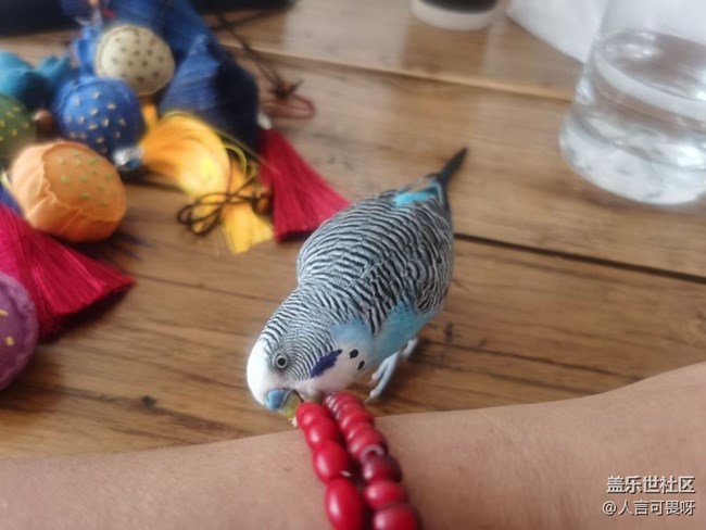 【寵物】小虎皮鸚鵡