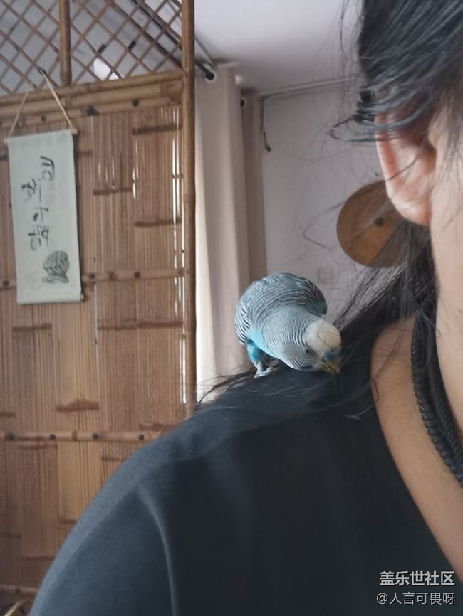 【寵物】小虎皮鸚鵡