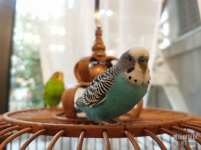 【寵物】小虎皮鸚鵡