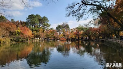 天平賞楓