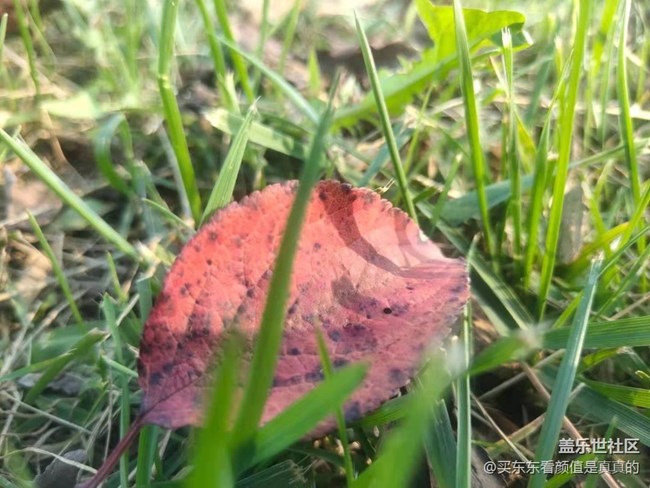 #愛在深秋-秋葉