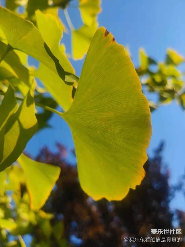 #愛在深秋-秋葉