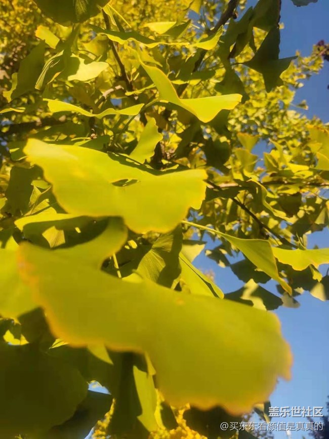 #愛在深秋-秋葉