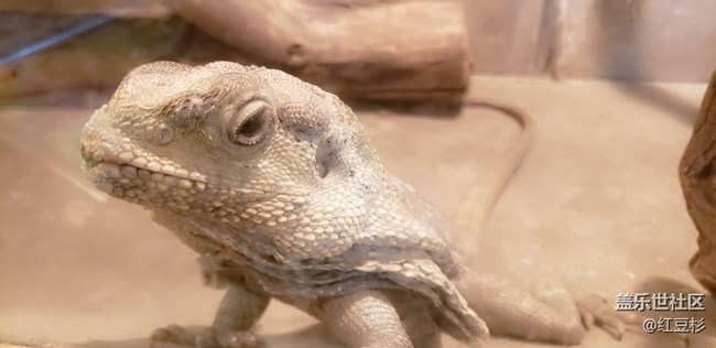 【寵物】爬行動物