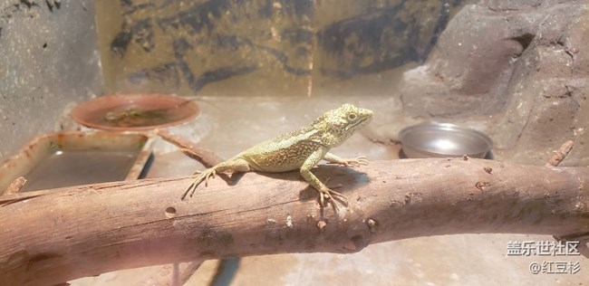 【寵物】爬行動物