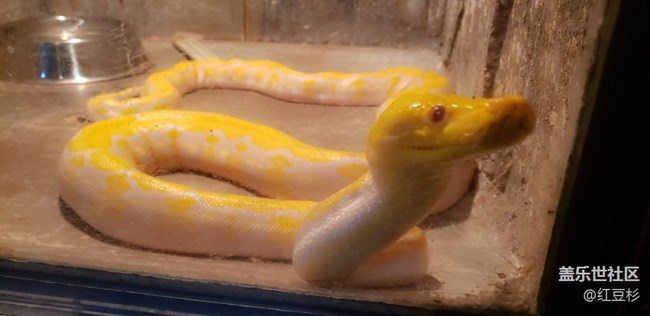 【寵物】爬行動物