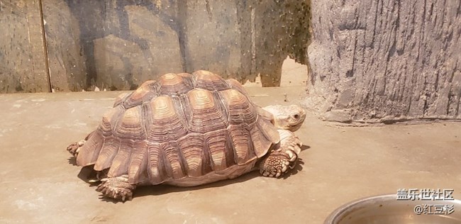 【寵物】爬行動物