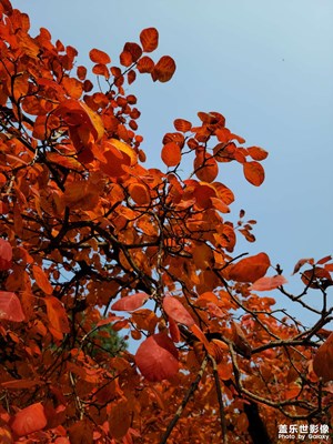 紅葉
