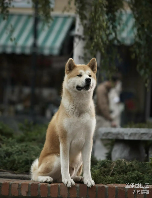 【寵物12月第一期】你心中最忠誠的伙伴？