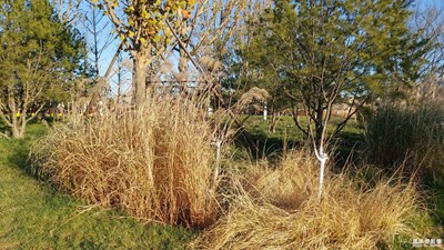 【難忘2021】帝都冬日的暖陽