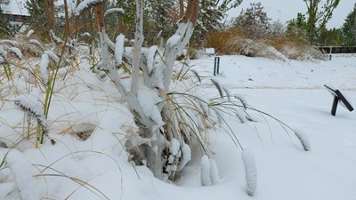 【難忘2021】帝都2021年深秋時節(jié)的雪