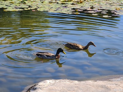【難忘2021】+云在青天水在瓶