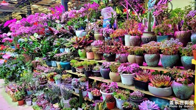 花卉世界
