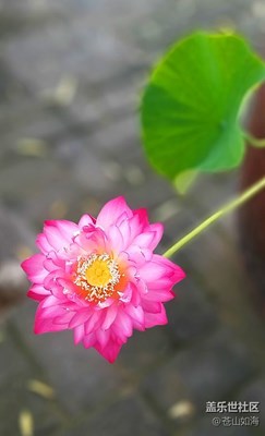 [難忘2021]—爭奇斗艷