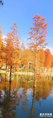 水杉紅葉