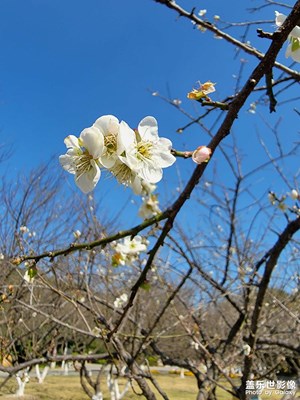 梅花開，含苞待放