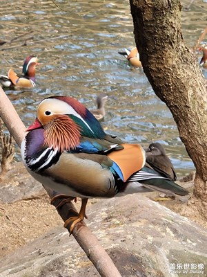 多彩動物
