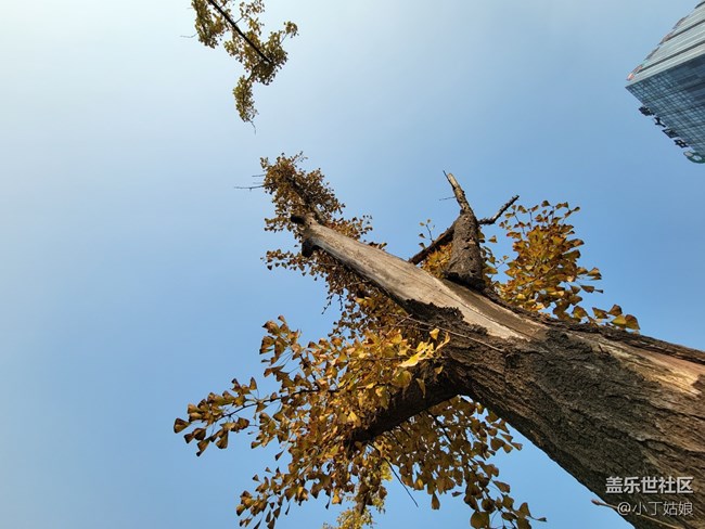 三星S21+樣張第三彈，超廣角拍攝絕絕子