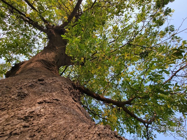 三星S21+樣張第三彈，超廣角拍攝絕絕子