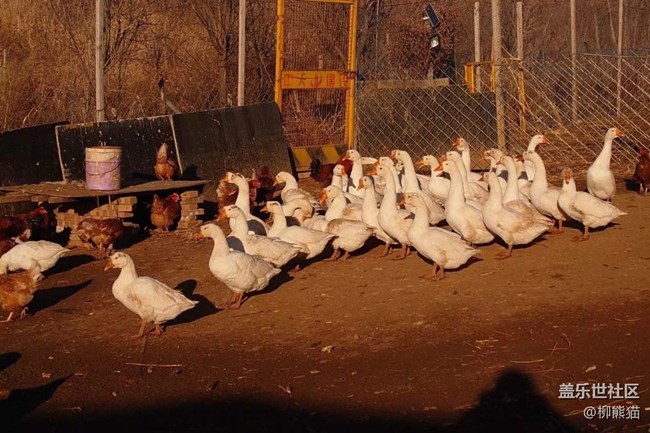 【再見2021】鄉(xiāng)下的歡樂時光