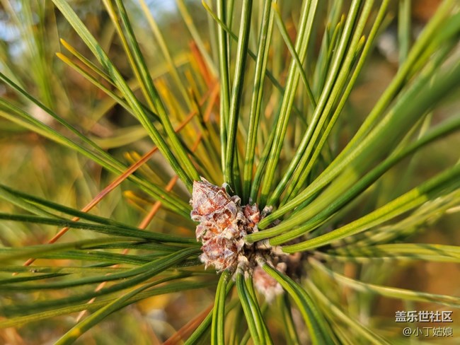 三星S21+拍照 YYDS