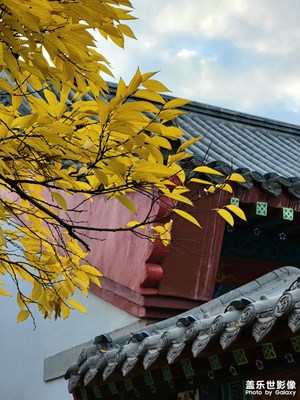 秋葉黃