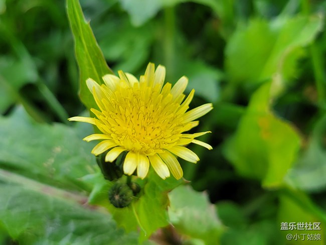 三星S21+拍照 YYDS