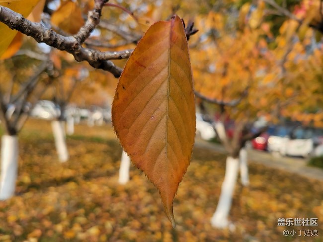 三星S21+拍照 YYDS