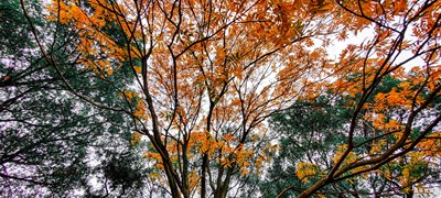 【難忘2021】冬日里的秋景