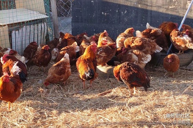 【再見2021】鄉(xiāng)下的歡樂時光