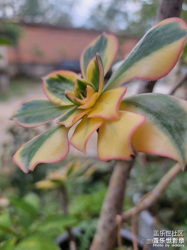 《每周星鮮事》 第90期:曬出2021你最難忘的照片