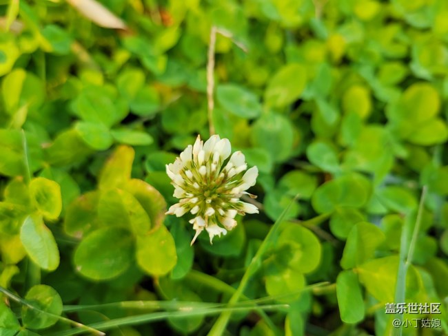 三星S21+拍照 YYDS