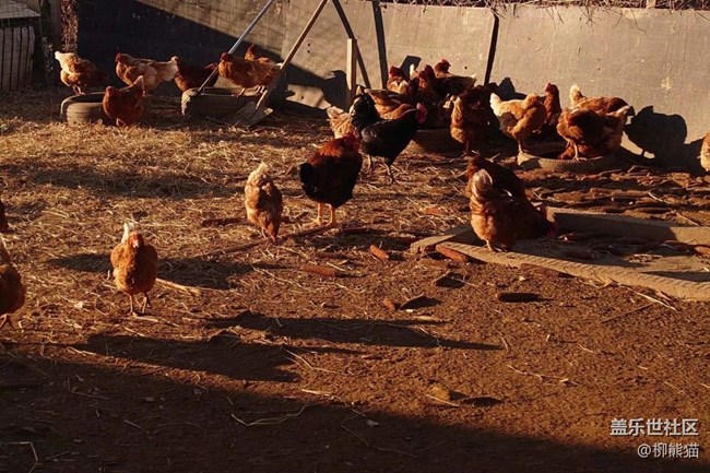 【再見2021】鄉(xiāng)下的歡樂時光