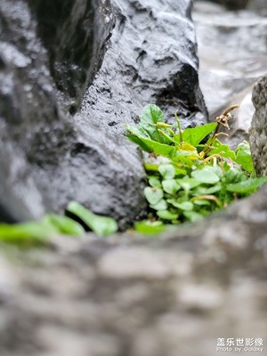 煙雨豫園