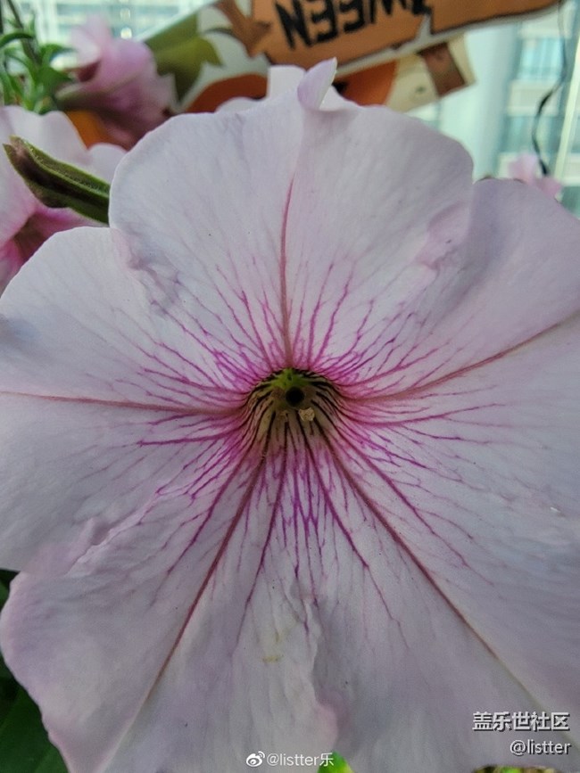 這微距效果怎么樣？