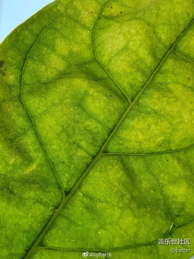 這微距效果怎么樣？