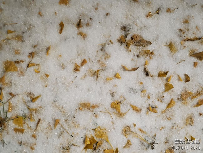 【冬日風情】＋2021年的第一場雪