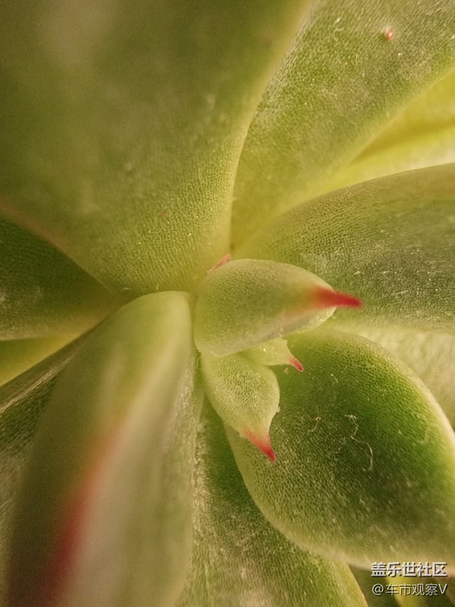 三星Galaxy S21 Ultra的微距拍攝超強(qiáng)